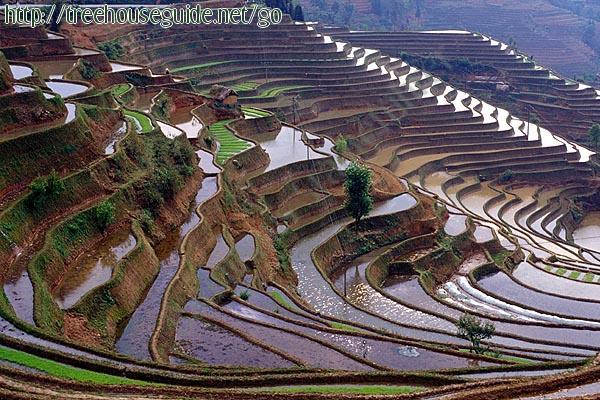 Rice Terraces - Bilder/Fotografien