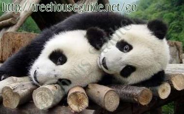 Two Pandas Playing - Bilder/Fotografien