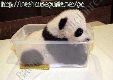 Panda Cub in a box - Bilder/Fotografien
