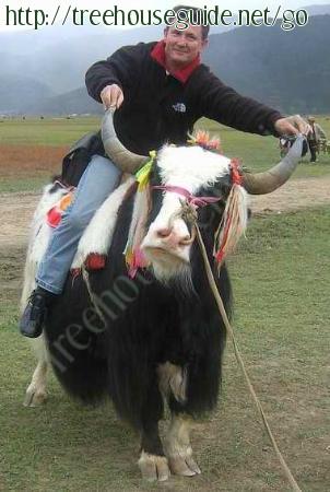 Wocca On Yak - Pictures/Photography