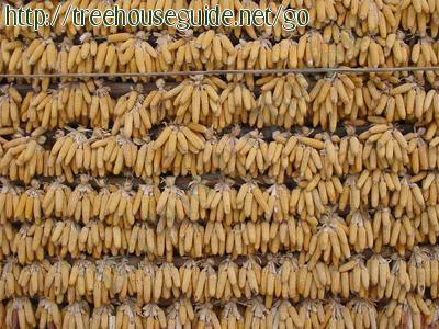 Wall of Corn Drying in the Sun - Pictures/Photography