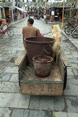 Happy Dog - Pictures/Photography