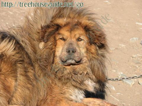 tibetan mastiff - Pictures/Photography