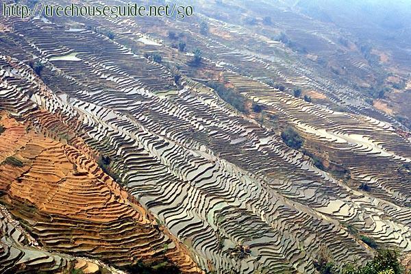 Rice Terraces - Pictures/Photography