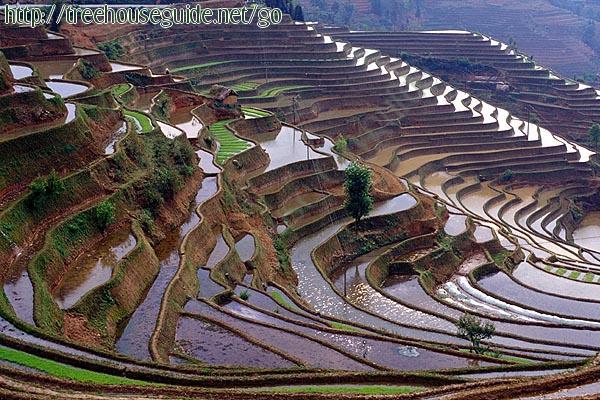 Rice Terraces - Pictures/Photography
