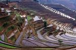 Rice Terraces