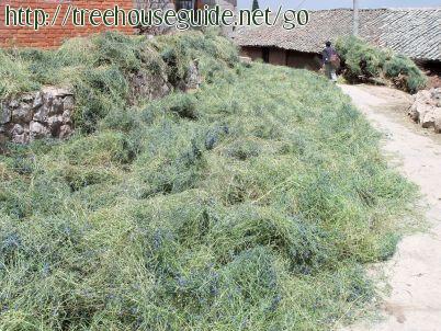 Yunnan - villagers - let - the - purple  vetch - dry - in - the - streets - before grinding - Pictures/Photography
