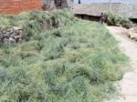 Yunnan - villagers - let - the - purple  vetch - dry - in - the - streets - before grinding