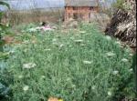 Domestication - of - wild carrot (Queen Anne's Lace ) - in - rural - Yunnan
