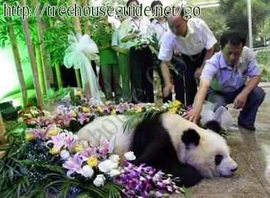Mei Mei Funeral - Pictures/Photography