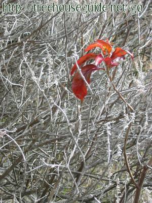 Red Leaf - Pictures/Photography