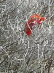 Red Leaf