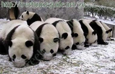 Pandas - Pictures/Photography