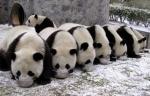 Pandas
