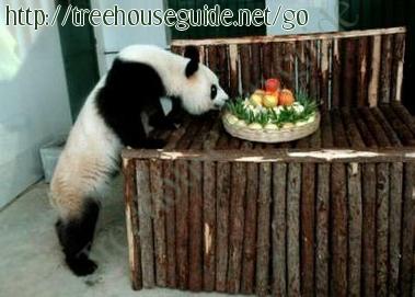 Zhu Zhu - Pictures/Photography