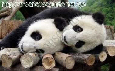 Two Pandas Playing - Pictures/Photography