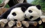 Two Pandas Playing