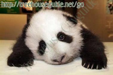 Giant Male Panda Cub - Pictures/Photography