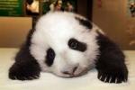 Giant Male Panda Cub