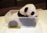Panda Cub in a box