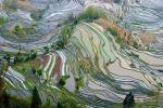 Yuanyang Terraced Fields