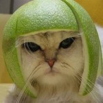 civetcat's picture