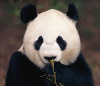 Portrait de richt1215
