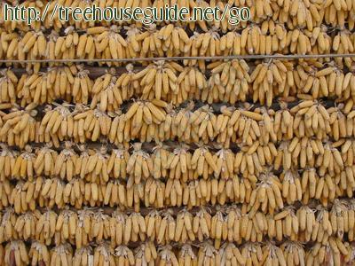 Wall of Corn Drying in the Sun - Pictures/Photography
