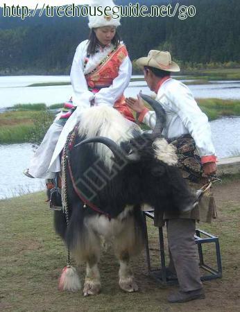 Yak Girl Man - Pictures/Photography