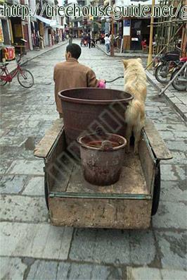 Happy Dog - Pictures/Photography