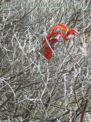 Red Leaf - Pictures/Photography