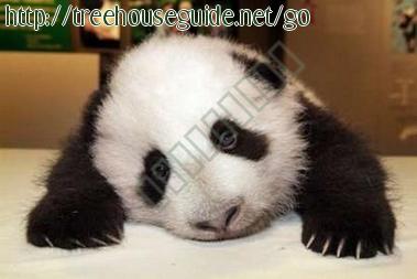 Giant Male Panda Cub - Pictures/Photography