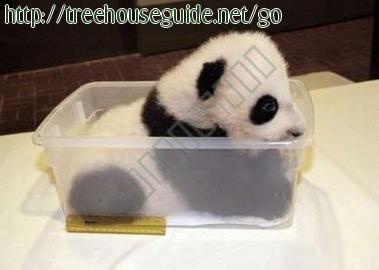 Panda Cub in a box - Pictures/Photography