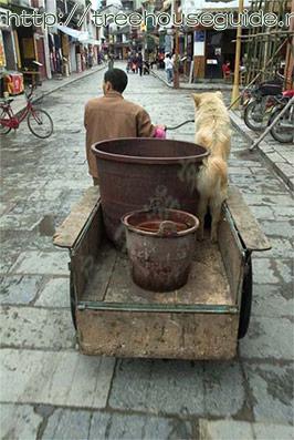 Happy Dog - Pictures/Photography