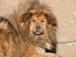 tibetan mastiff