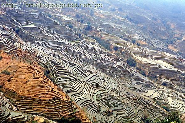 Rice Terraces - Pictures/Photography
