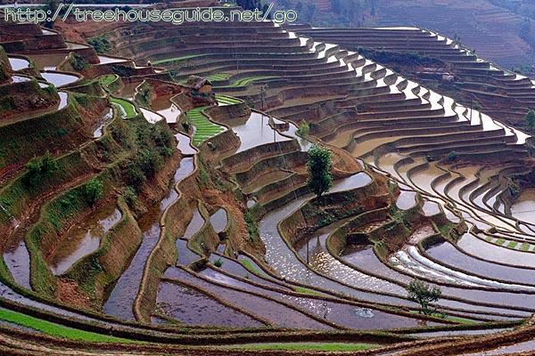 Rice Terraces - Pictures/Photography