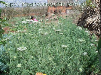 Domestication - of - wild carrot (Queen Anne's Lace ) - in - rural - Yunnan - Pictures/Photography