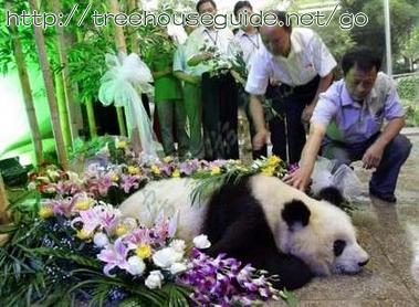 Mei Mei Funeral - Pictures/Photography