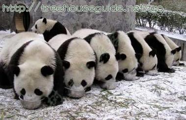 Pandas - Pictures/Photography