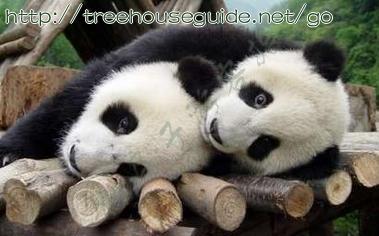 Two Pandas Playing - Pictures/Photography