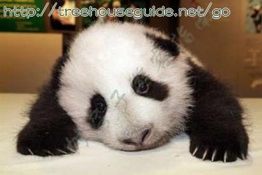 Giant Male Panda Cub - Pictures/Photography